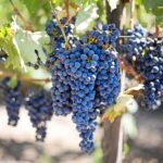 Vino italiano 2026: le denominazioni emergenti e i produttori artigianali da scoprire