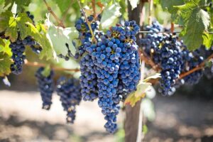 Vino italiano 2026: le denominazioni emergenti e i produttori artigianali da scoprire